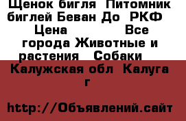 Щенок бигля. Питомник биглей Беван-До (РКФ) › Цена ­ 20 000 - Все города Животные и растения » Собаки   . Калужская обл.,Калуга г.